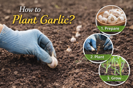 ChatGPT Image Jan 22, 2026, 06_12_36 PM.png