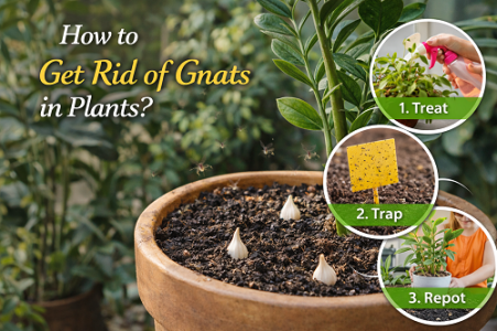 How to Get Rid of Gnats in Plants.png